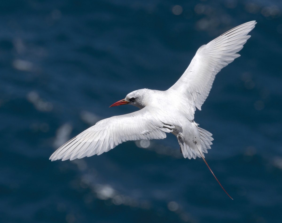 Red-tailed Tropicbird - ML464225681
