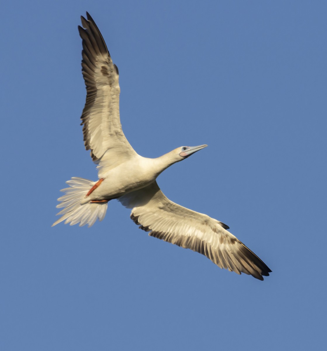Red-footed Booby - ML464225941