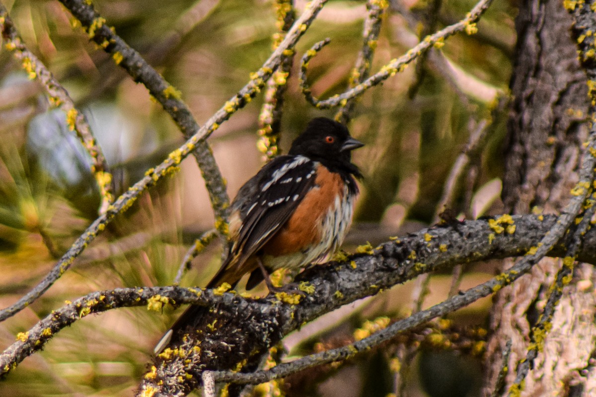 Spotted Towhee - ML464226711