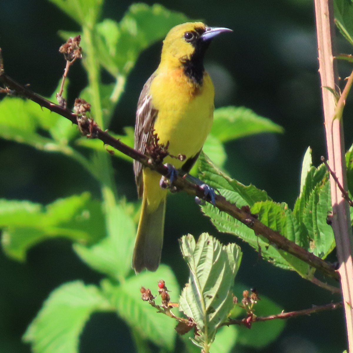 Orchard Oriole - ML464233831