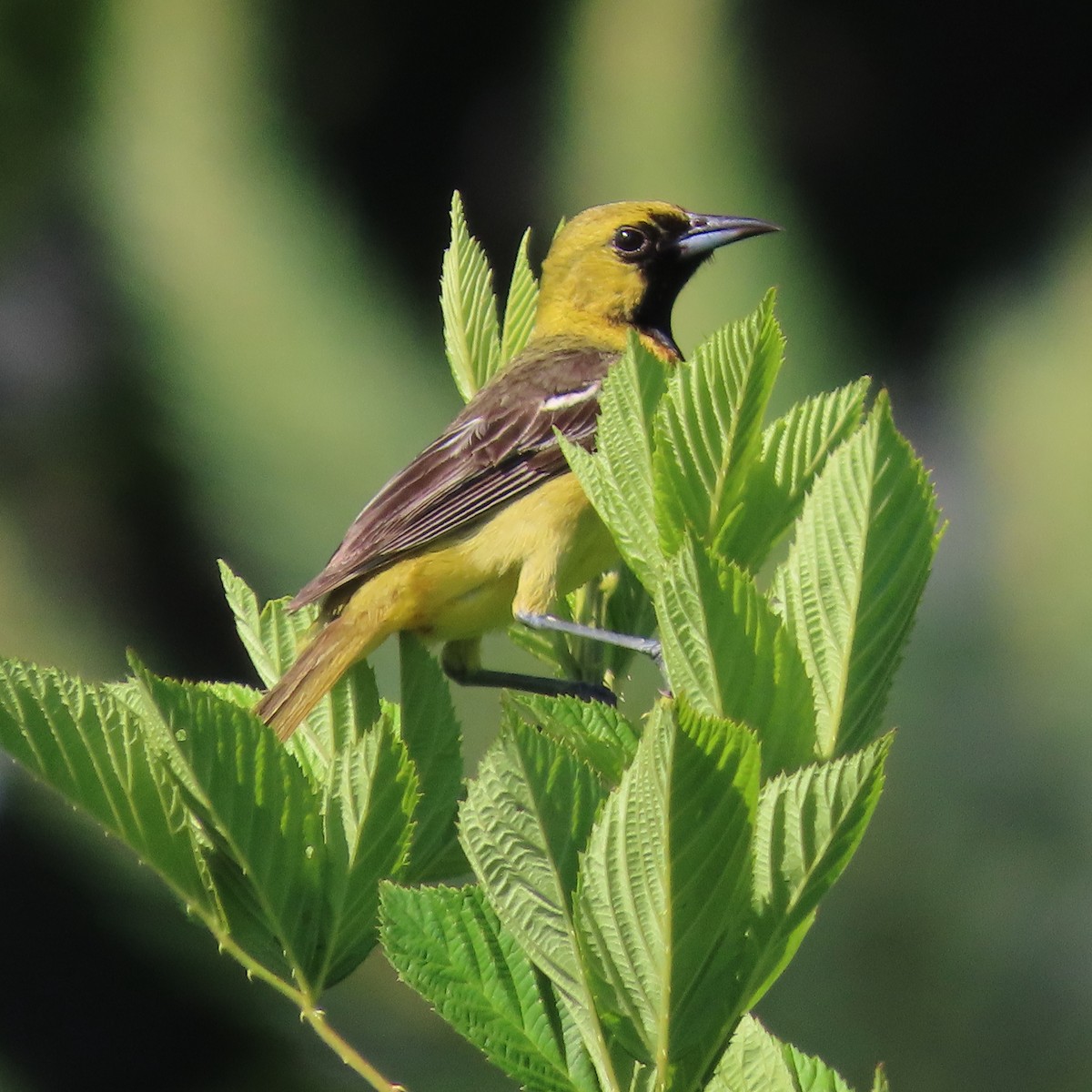Orchard Oriole - ML464233921