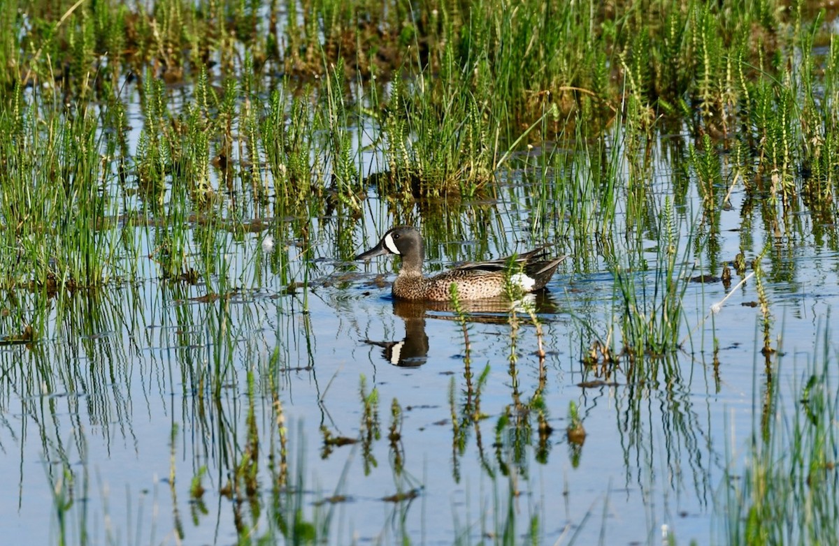 Blue-winged Teal - ML464234231