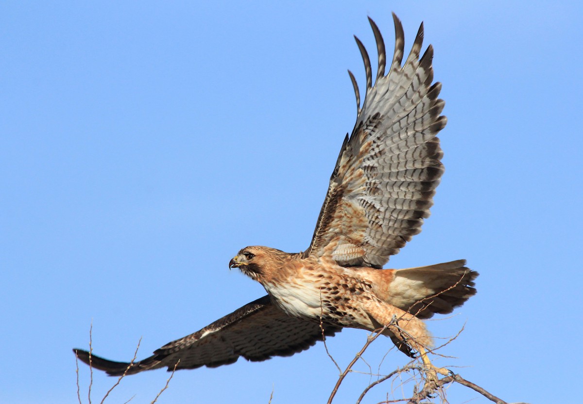 Red-tailed Hawk - Matthew Pendleton