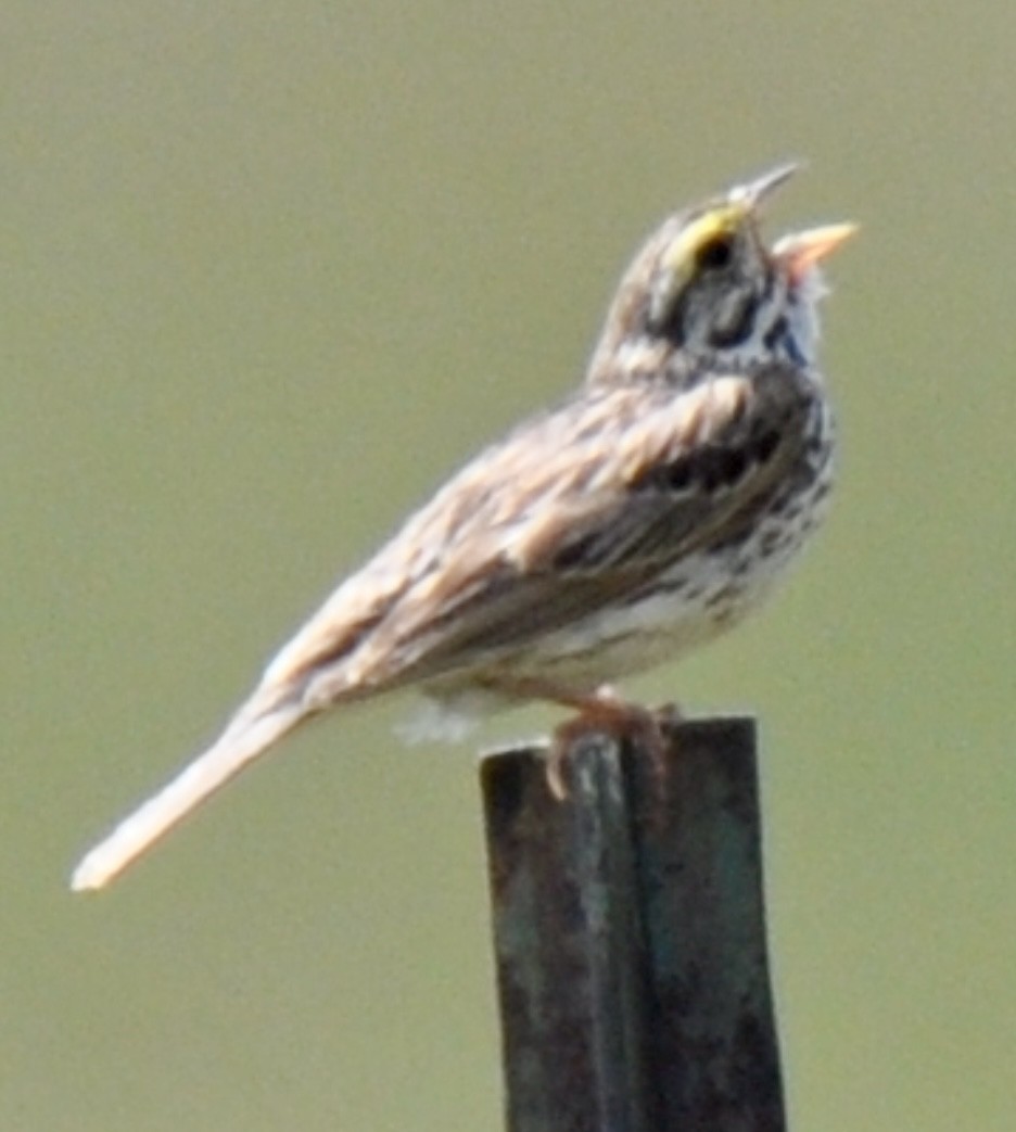 Savannah Sparrow - ML464240661