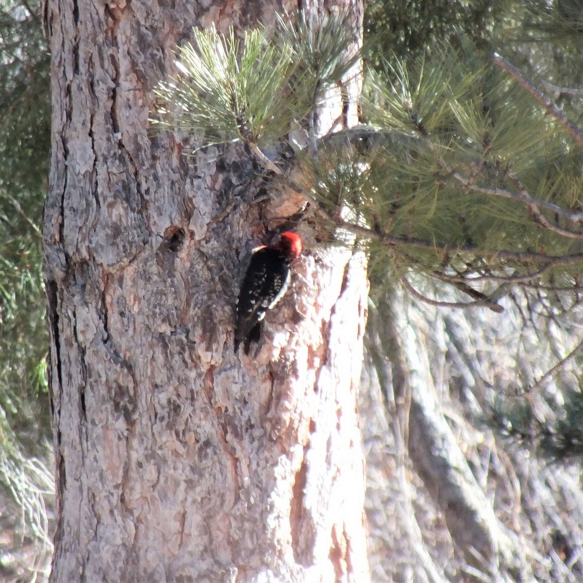 Red-breasted Sapsucker - ML464242041
