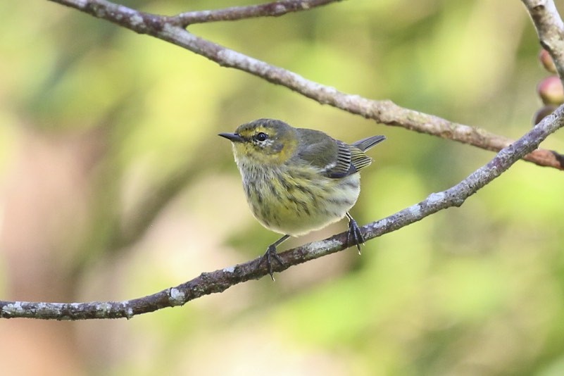 Cape May Warbler - ML46424271
