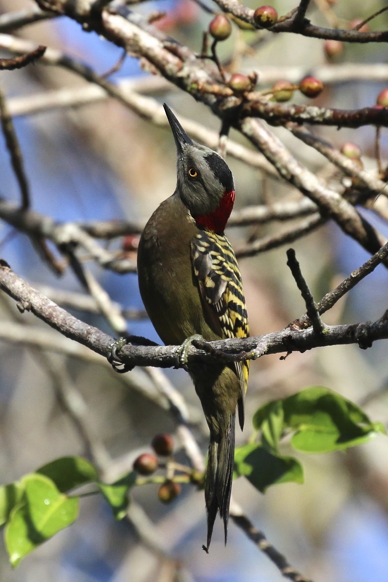 Hispaniolan Woodpecker - Knut Hansen