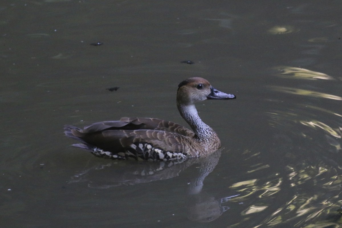 West Indian Whistling-Duck - ML46424411