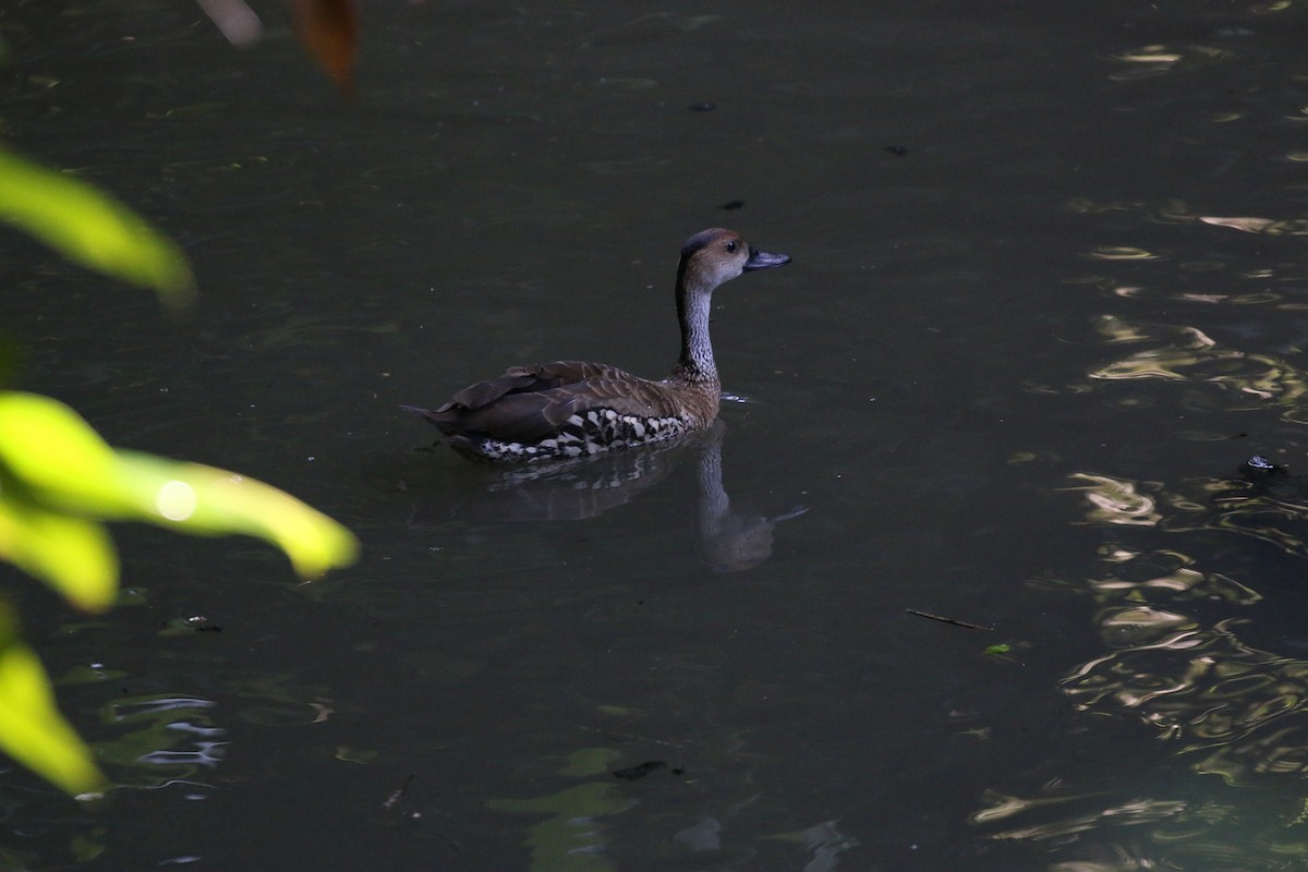 West Indian Whistling-Duck - ML46424421