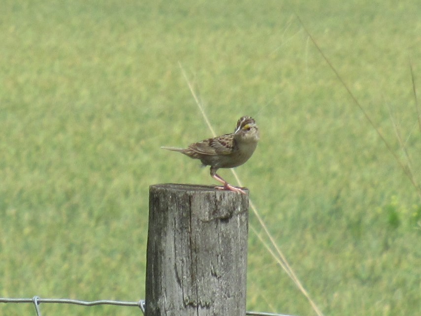 Grasshopper Sparrow - ML464252121