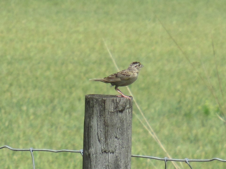 Grasshopper Sparrow - ML464252131