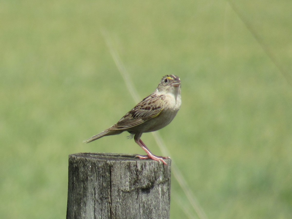 Grasshopper Sparrow - ML464252151