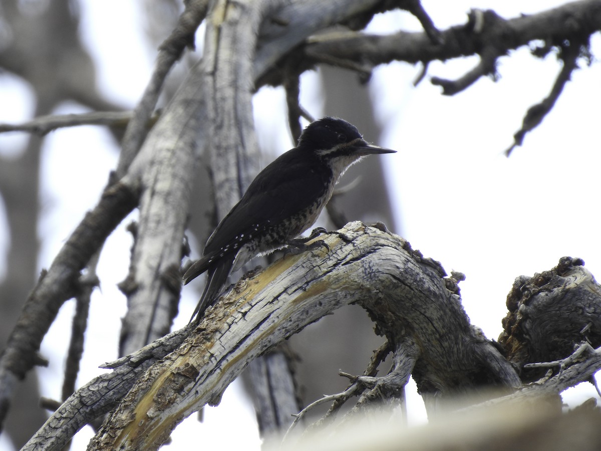 Black-backed Woodpecker - ML464260141