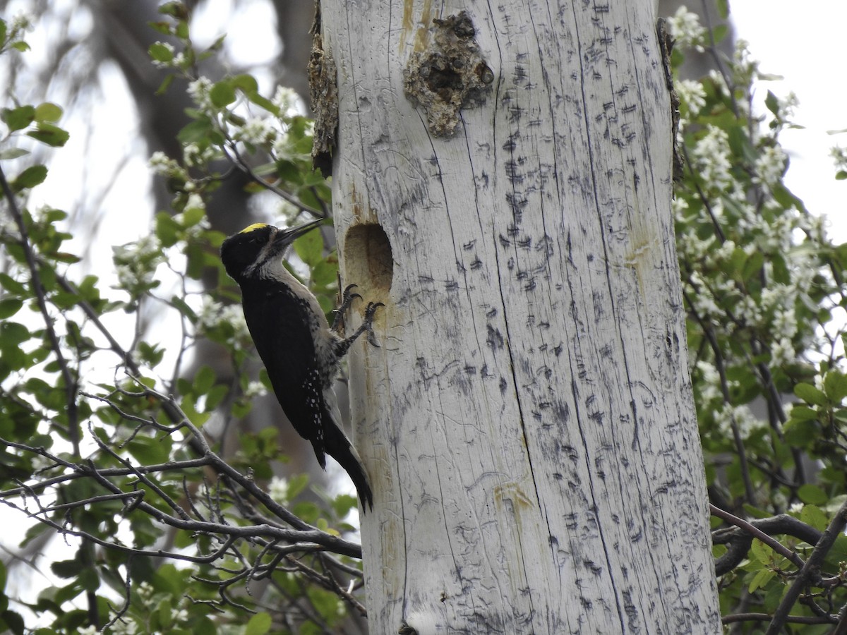 Black-backed Woodpecker - ML464260161