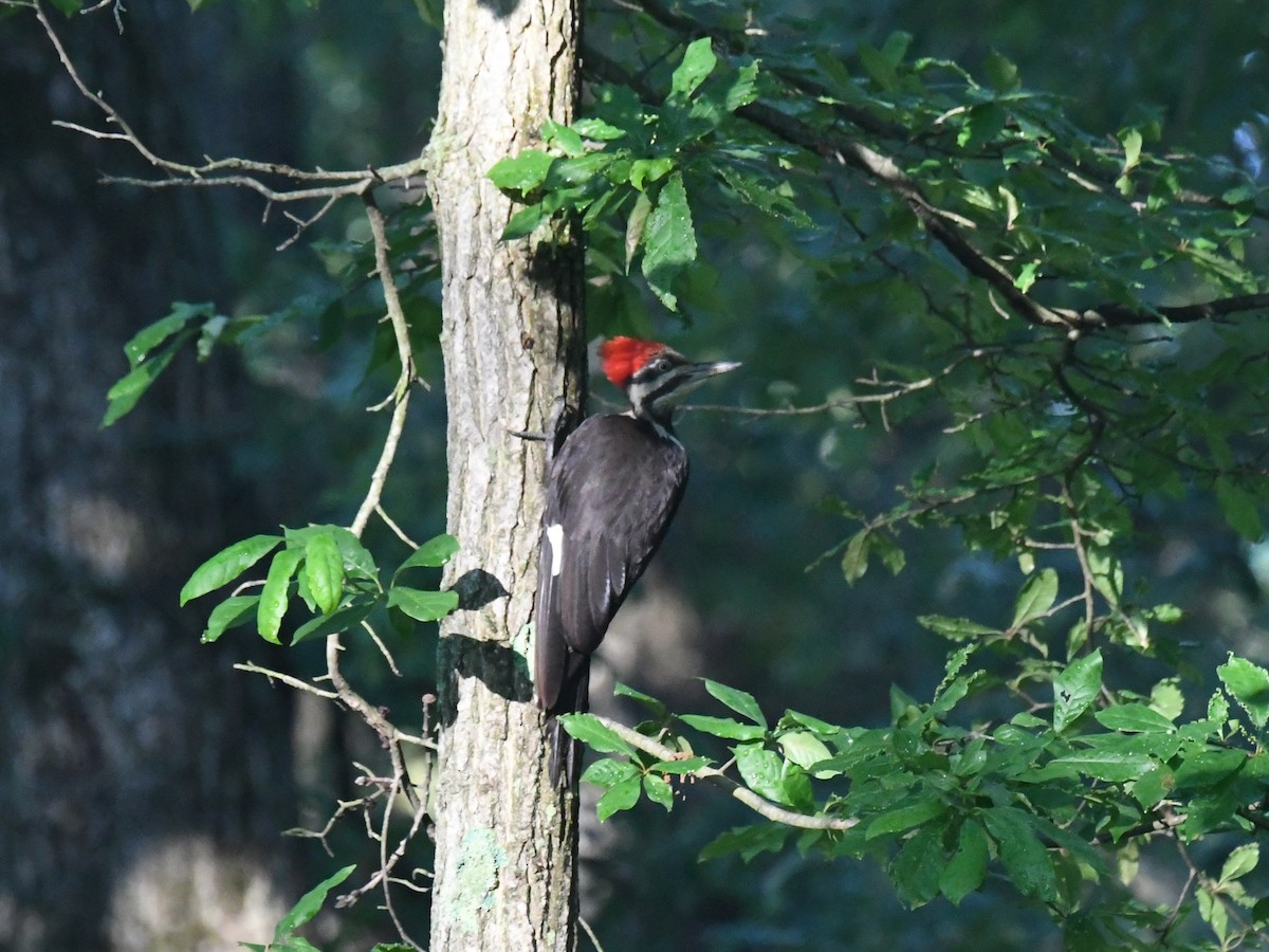 Pileated Woodpecker - ML464262381