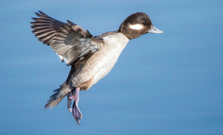 Bufflehead