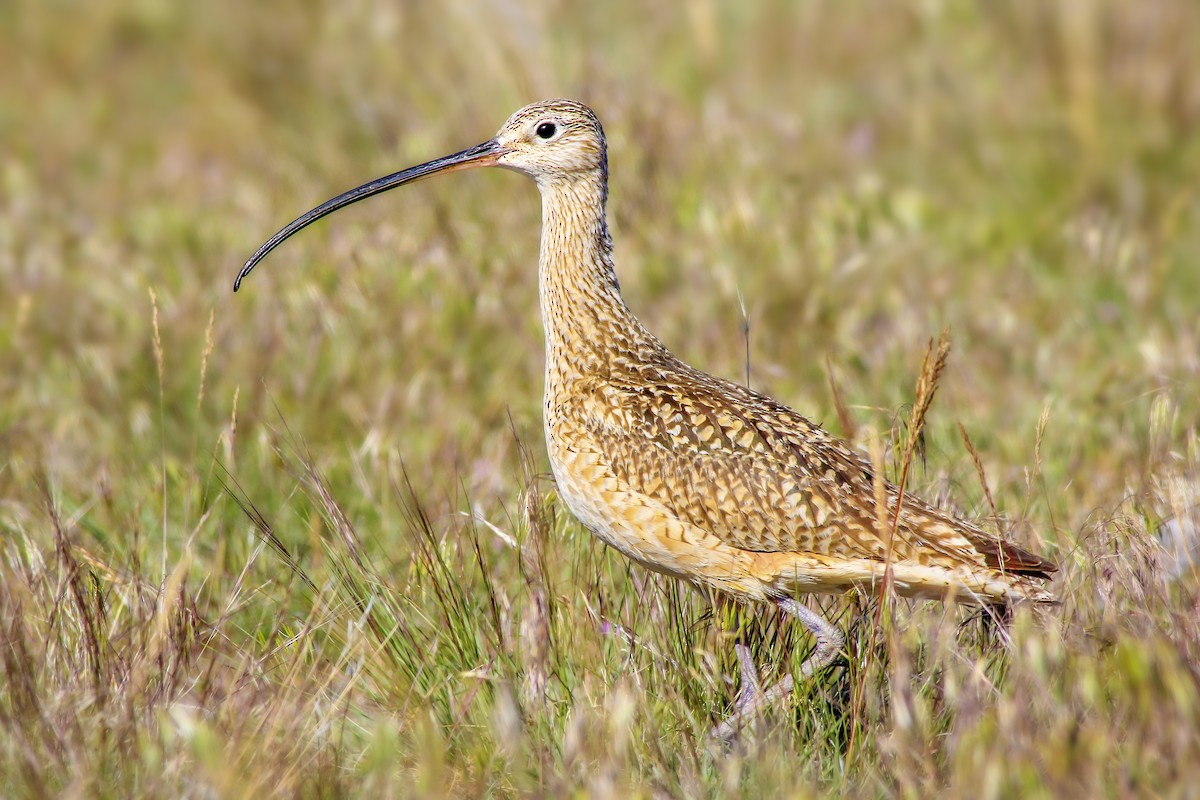 Long-billed Curlew - ML46427631