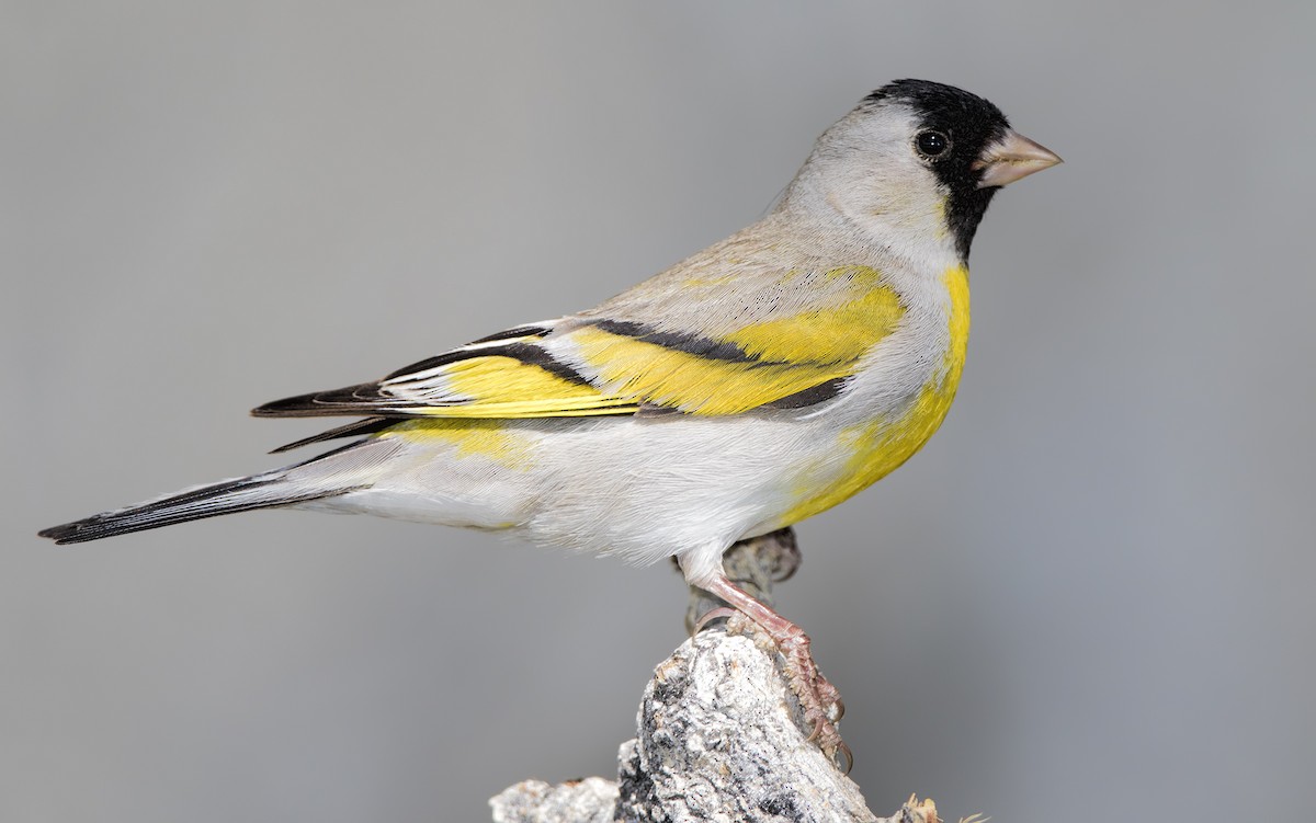 Lawrence's Goldfinch - ML464286131