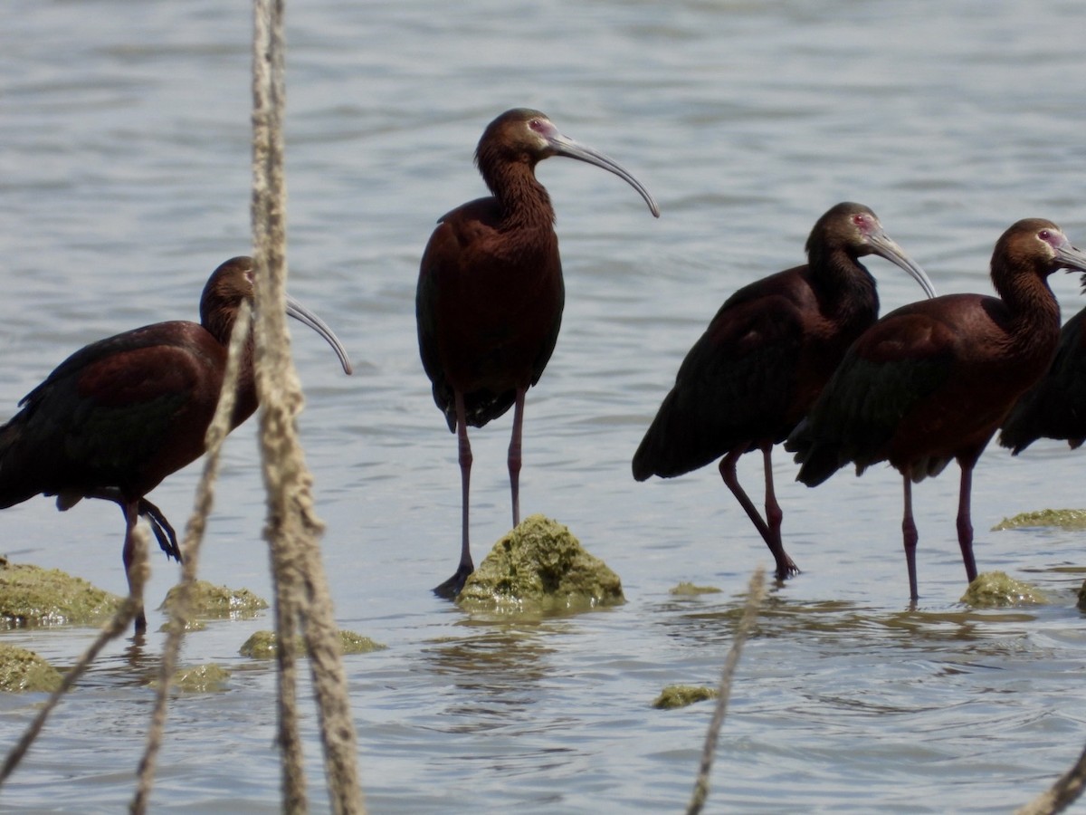 White-faced Ibis - Christopher Daniels