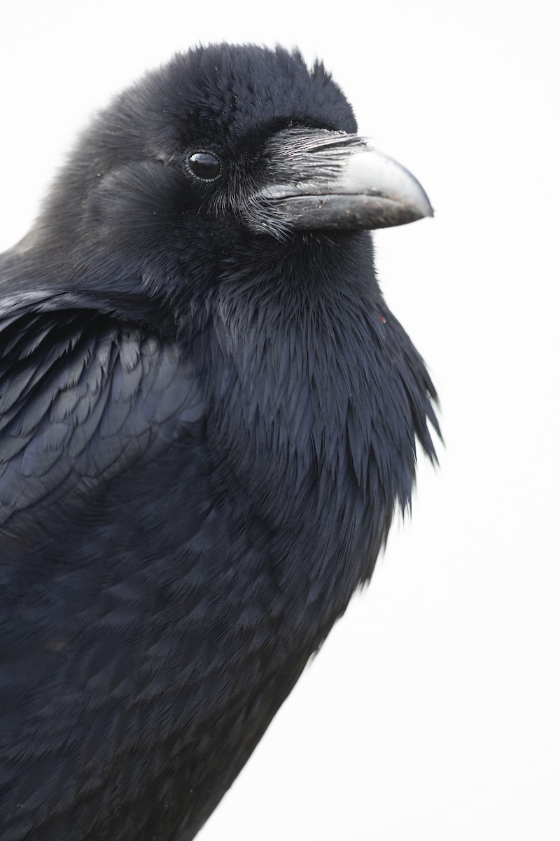 Common Raven - ML464295251