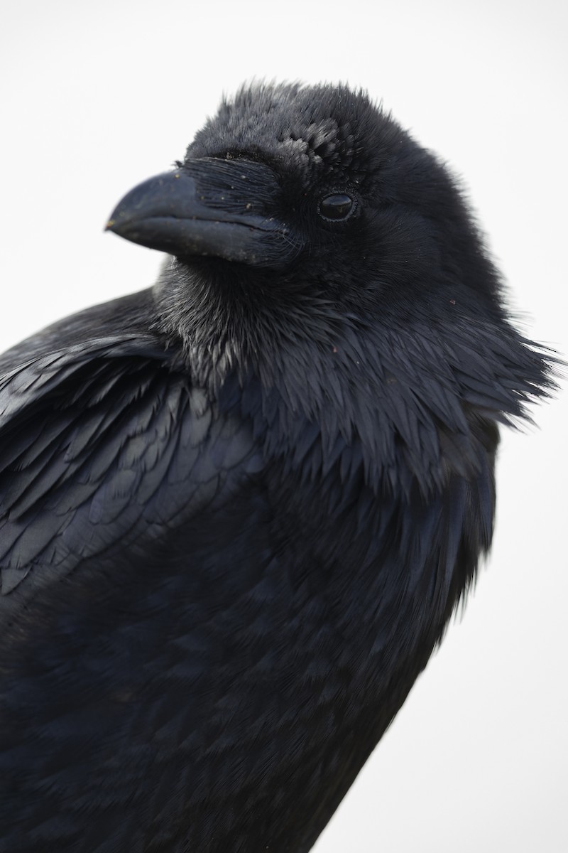 Common Raven - ML464295261