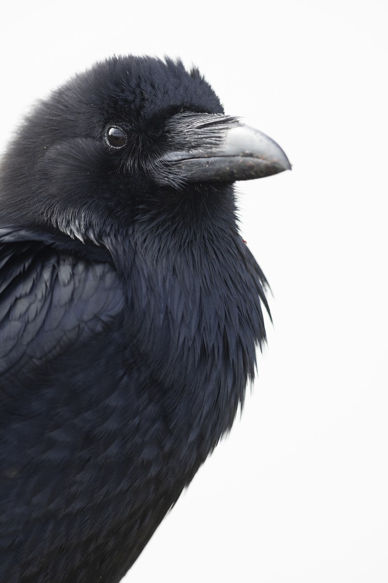 Common Raven - ML464295271