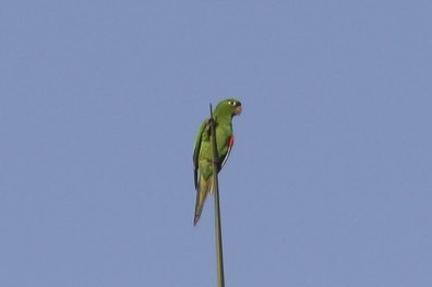 Hispaniolan Parakeet - ML46429531