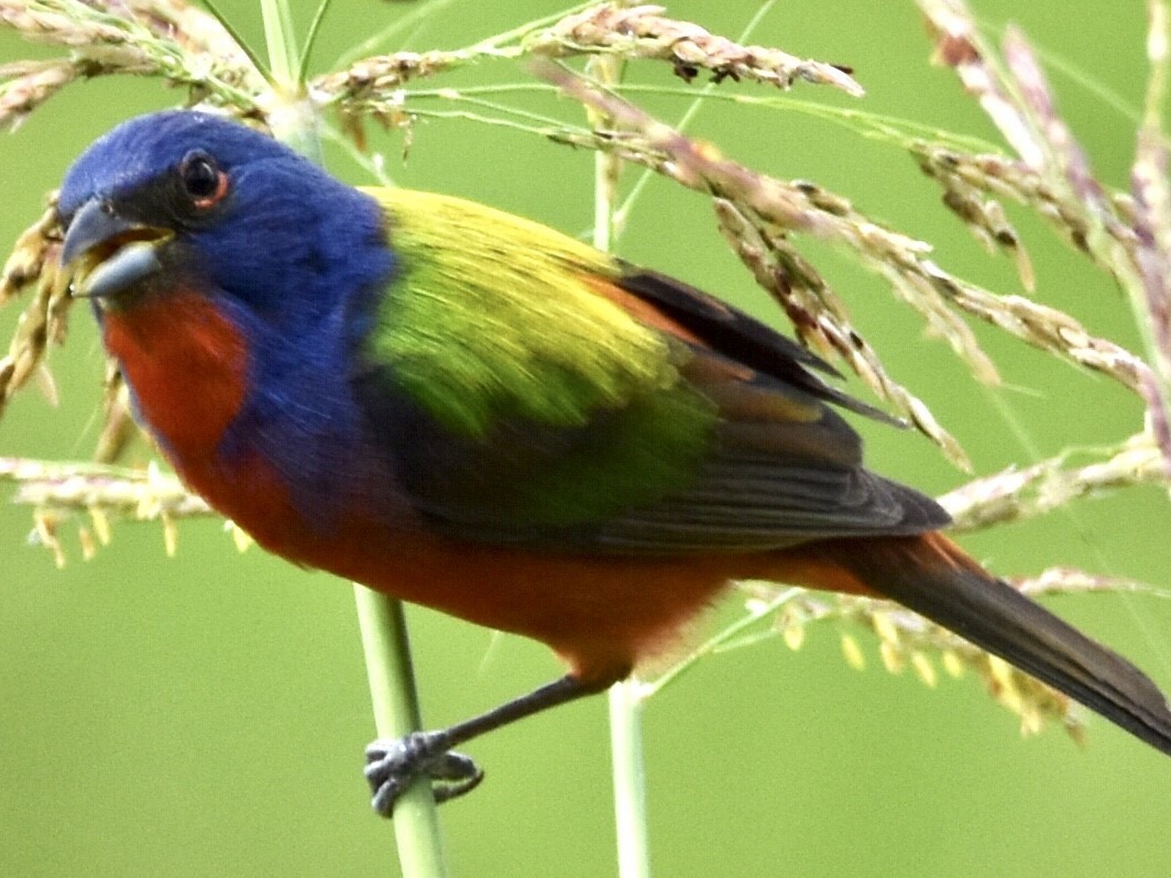 Painted Bunting - ML464295591