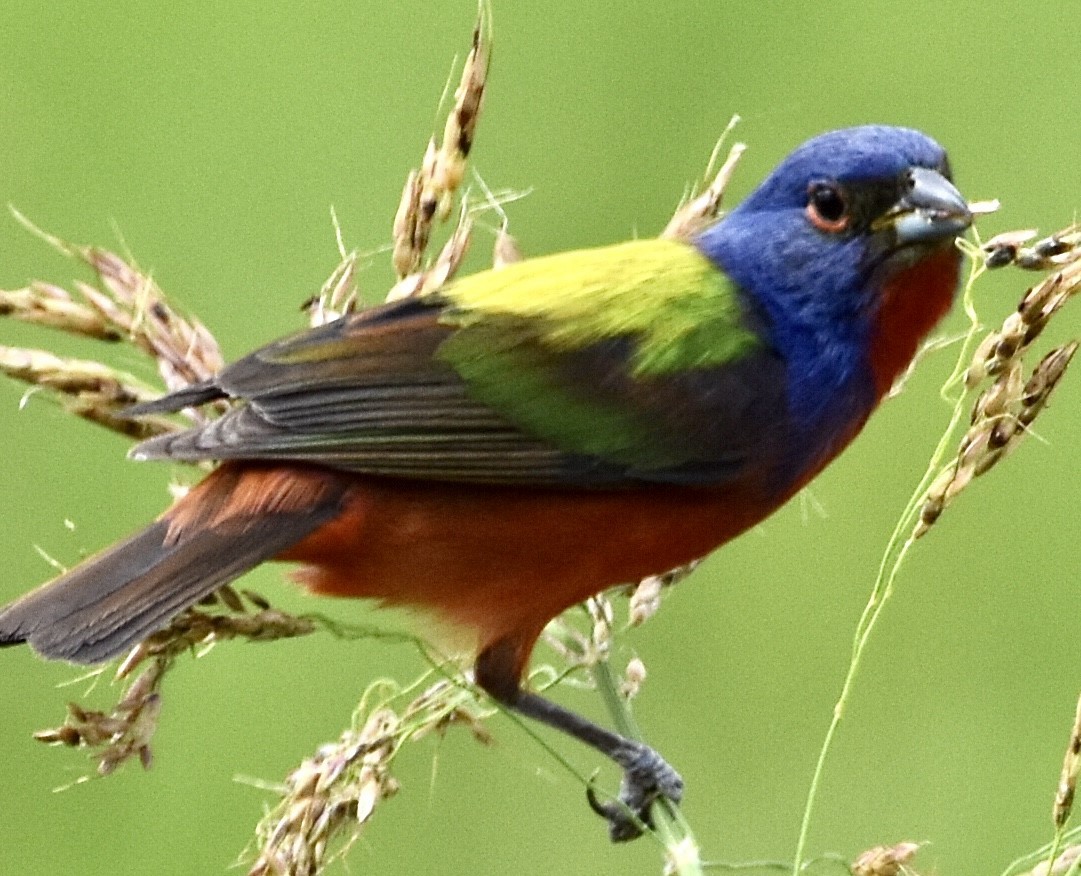 Painted Bunting - ML464295691