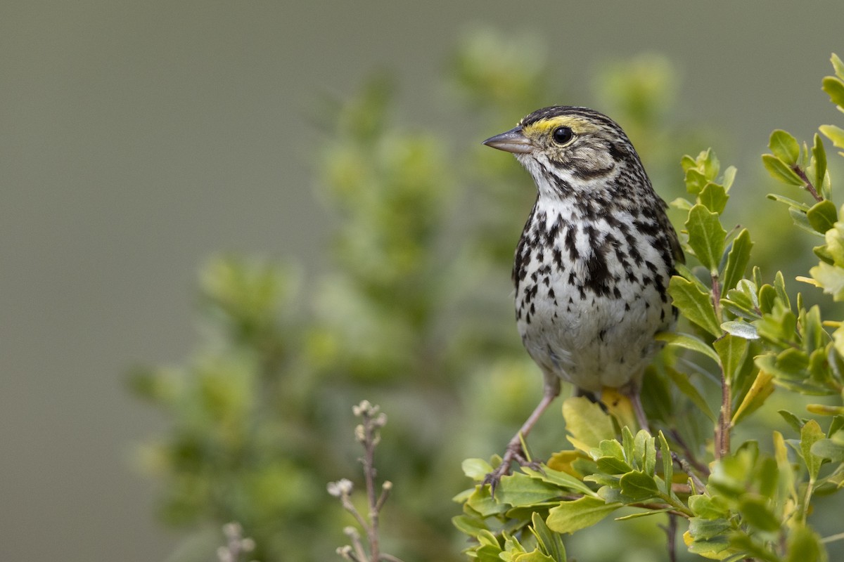 Savannah Sparrow (Savannah) - ML464295761
