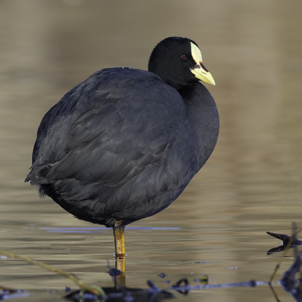 Red-gartered Coot - ML464301231