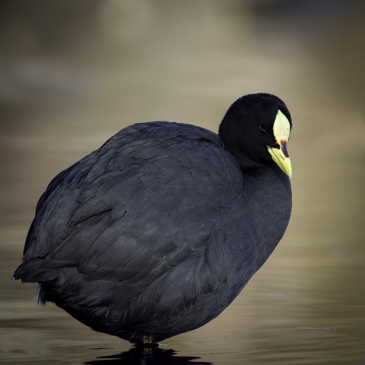 Red-gartered Coot - ML464301301