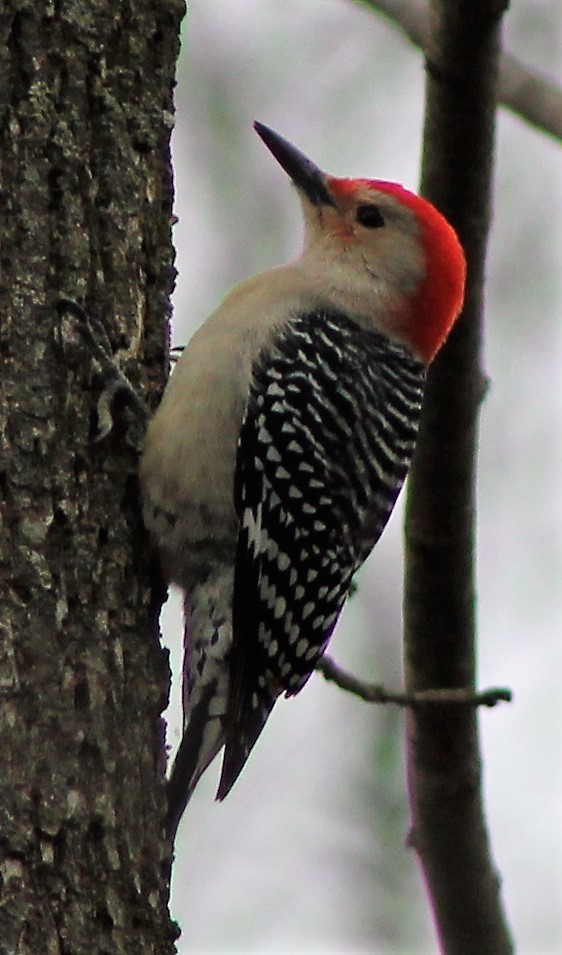 Red-bellied Woodpecker - Brent Musser