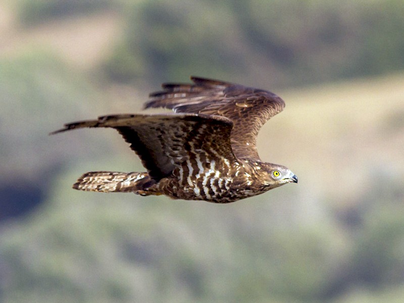 European Honey-buzzard - Yeray Seminario