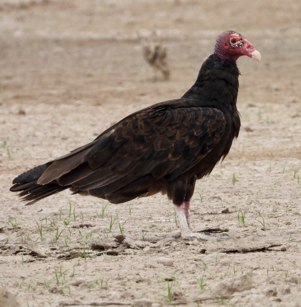 Turkey Vulture - ML464309931