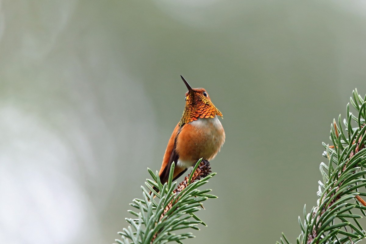 Rufous Hummingbird - ML46431281