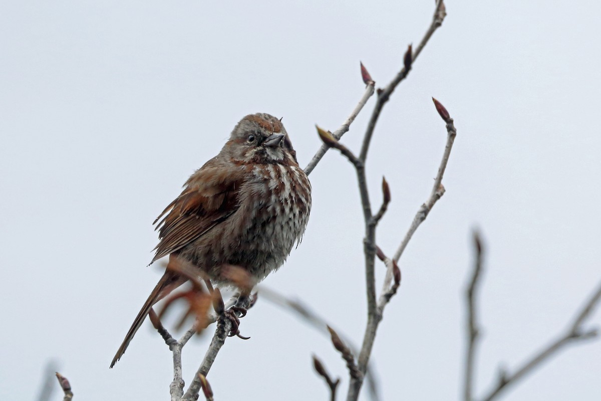 Song Sparrow (rufina Group) - Nigel Voaden