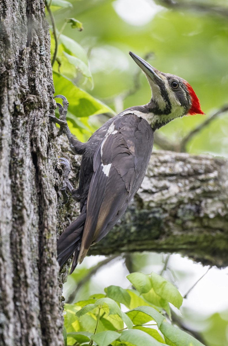 Pileated Woodpecker - ML464315721