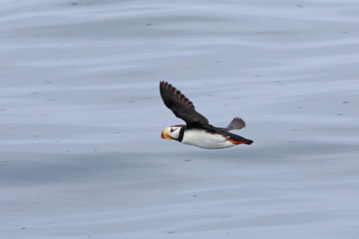 Horned Puffin - ML46431601