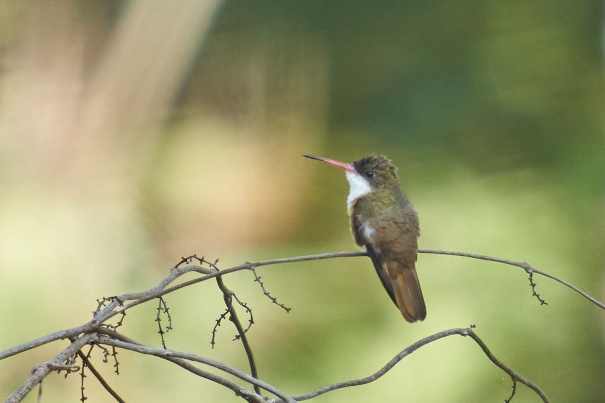 Green-fronted Hummingbird (Cinnamon-sided) - ML464316621