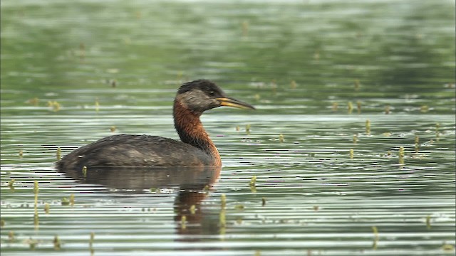 Red-necked Grebe - ML464317
