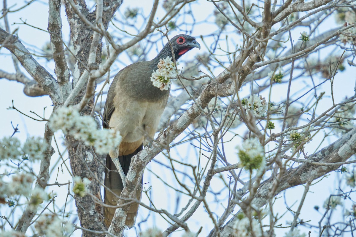 West Mexican Chachalaca - ML464317611