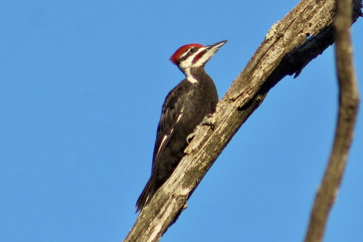 Pileated Woodpecker - ML464318551