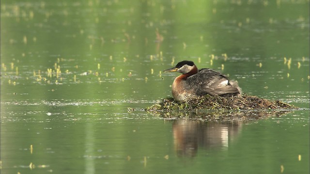 Red-necked Grebe - ML464319