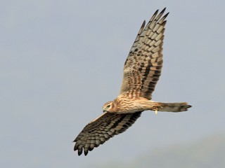 นกเพศเมียเต็มวัย - Rohidas Revankar - ML46431911