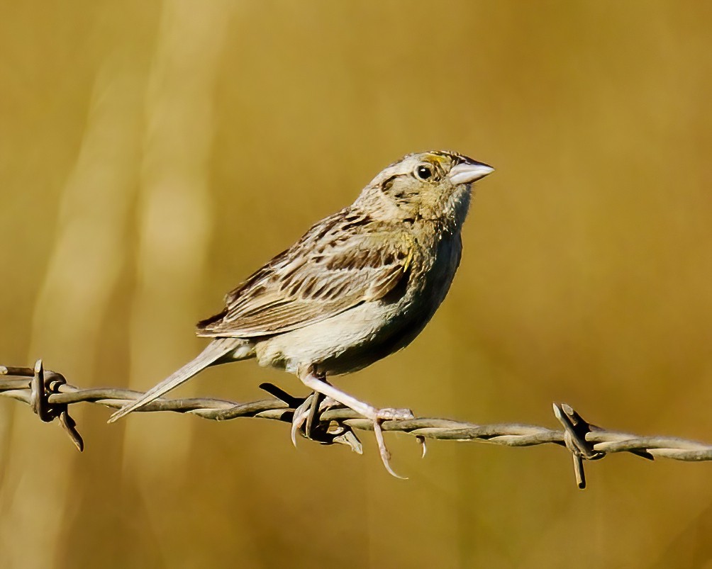 Grasshopper Sparrow - Charlotte Allen