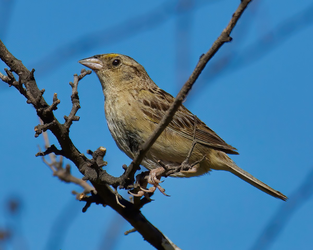 Grasshopper Sparrow - ML464320571