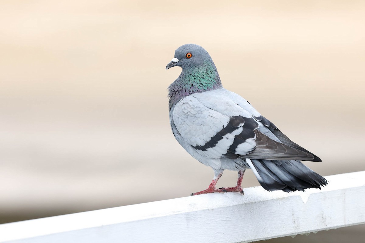 Rock Pigeon (Feral Pigeon) - Ged Tranter