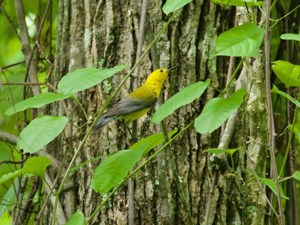 Prothonotary Warbler - ML464322851