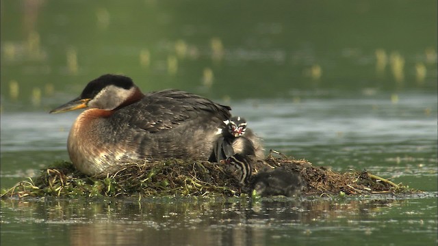 Red-necked Grebe - ML464323